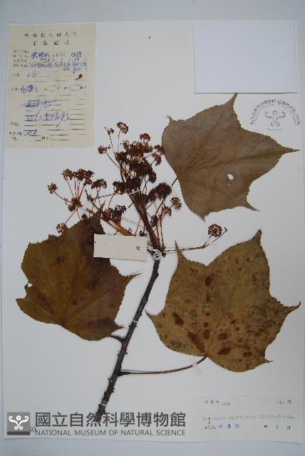 刺楸，蓖麻葉五加藏品圖，第1張