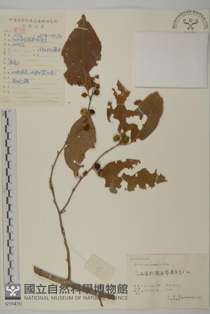 哥蘭葉藏品圖，第1張