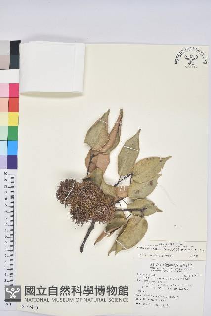 大葉苦櫧藏品圖，第1張