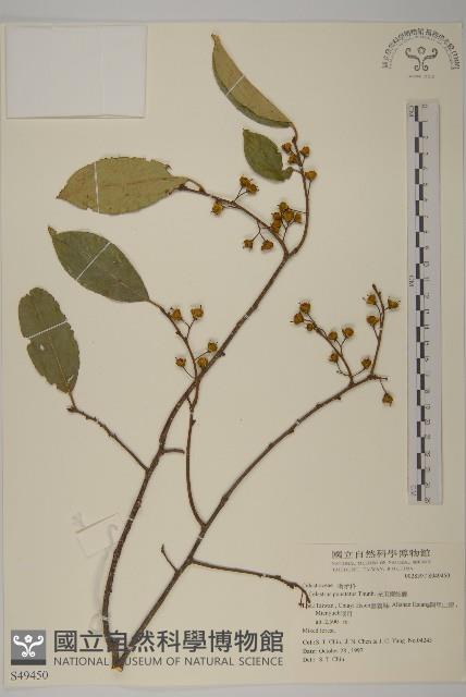 光果南蛇藤藏品圖，第1張