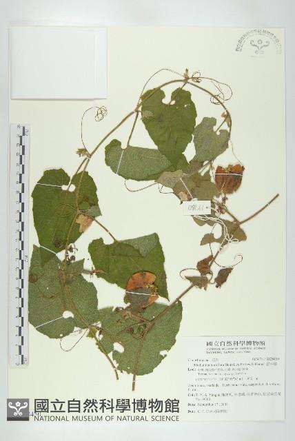 青牛膽藏品圖，第1張