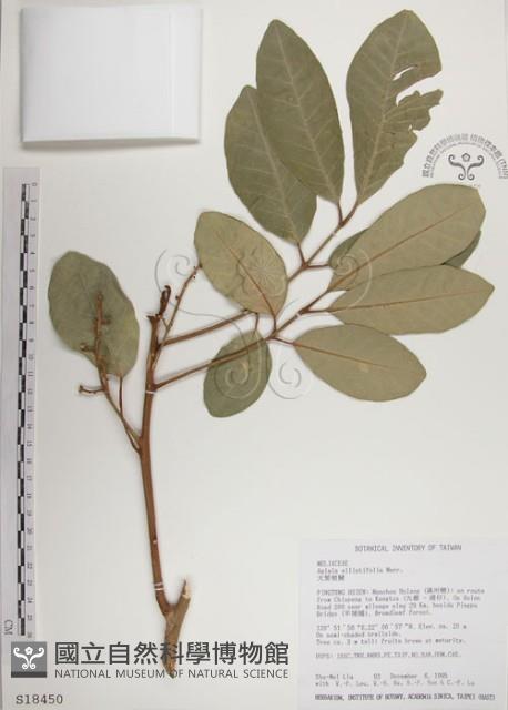 大葉樹蘭藏品圖，第1張