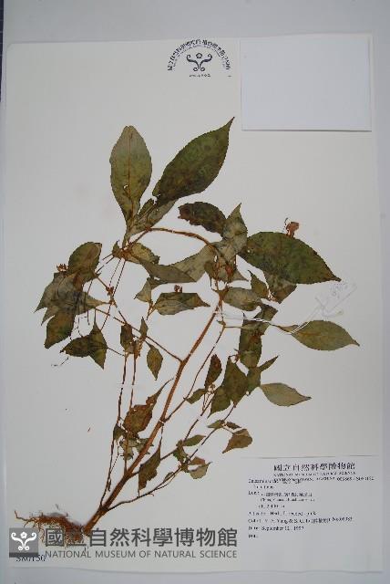 登錄號:S080150藏品圖，第1張