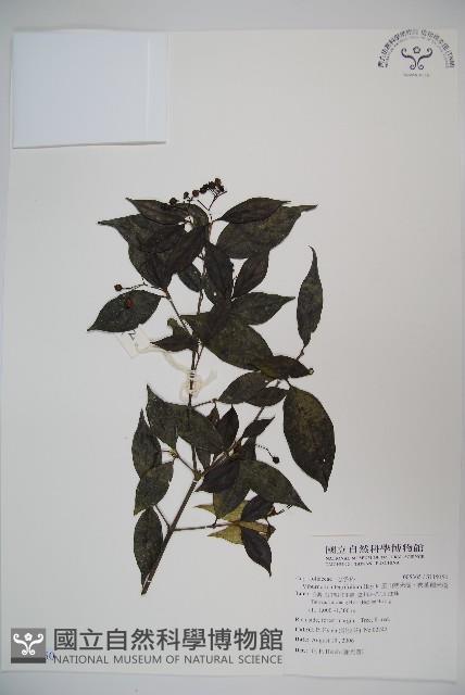 玉山糯米樹、狹葉糯米樹藏品圖，第1張