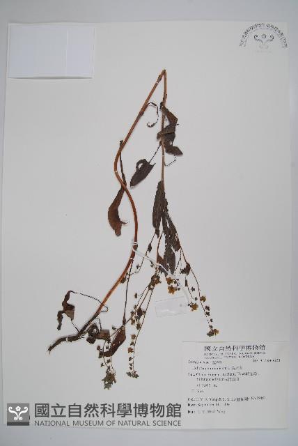 狗尾草藏品圖，第1張