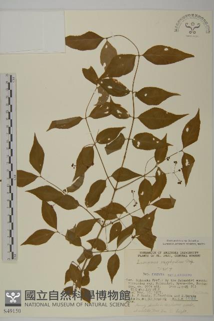 垂絲衛矛藏品圖，第1張