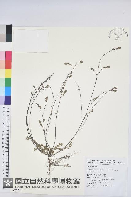 光果葉下珠藏品圖，第1張