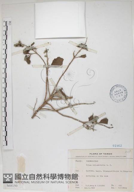 海埔姜藏品圖，第1張