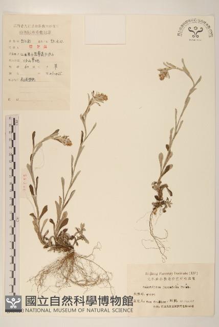 父子草、天青地白藏品圖，第1張