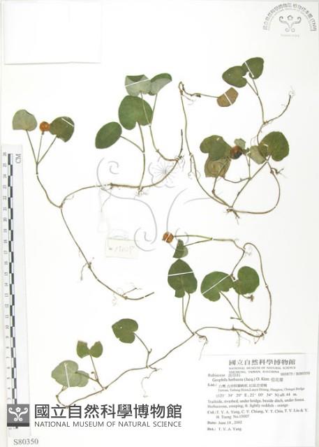 苞花蔓藏品圖，第1張