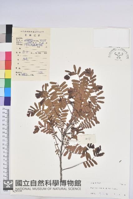 油柑藏品圖，第1張