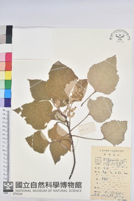 白背葉藏品圖，第1張