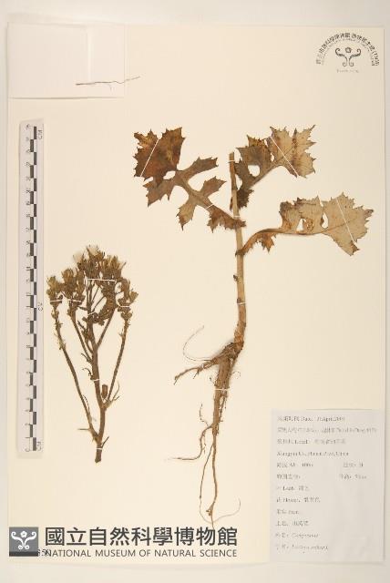 鵝仔草藏品圖，第1張