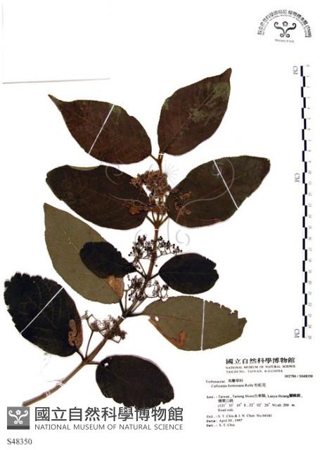 杜虹花，台灣紫珠藏品圖，第1張