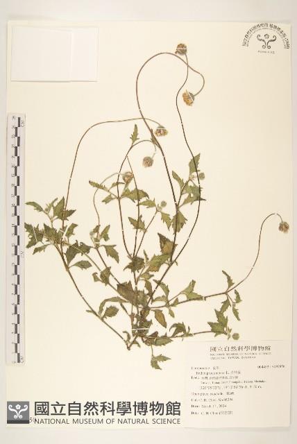 長柄菊藏品圖，第1張