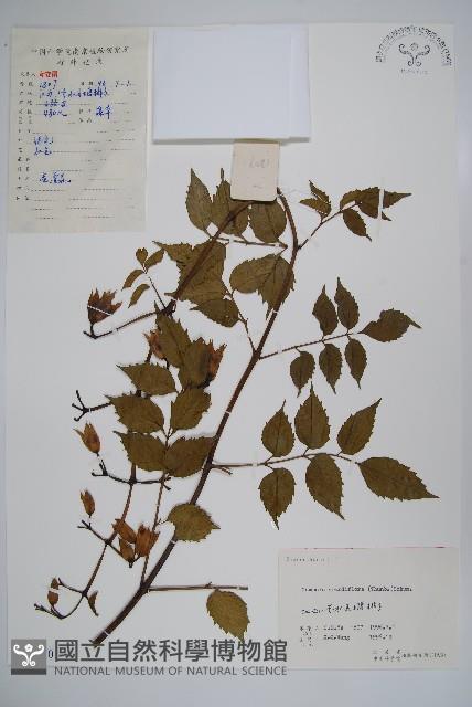 紫葳, 凌霄花藏品圖，第1張