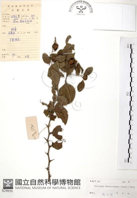 馬甲子藏品圖，第1張