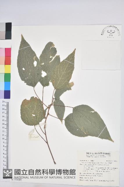 粗糠柴藏品圖，第1張