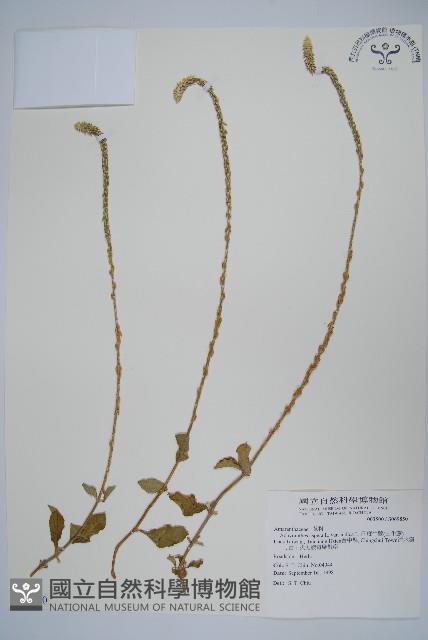 印度牛膝、土牛藤藏品圖，第1張