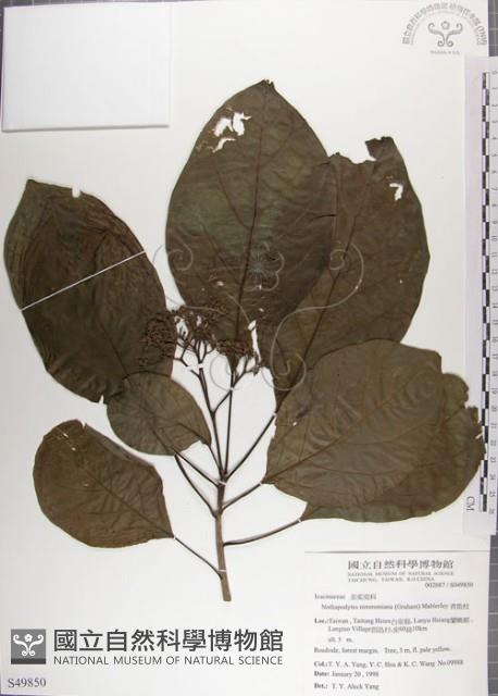 青脆枝藏品圖，第1張