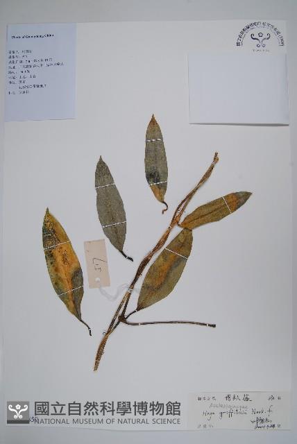 登錄號:S128850藏品圖，第1張