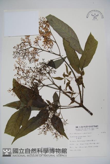 冇骨消藏品圖，第1張