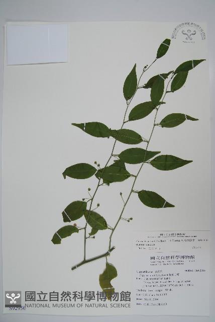 毛瓣蝴蝶木藏品圖，第1張