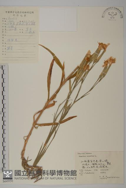 瞿麥藏品圖，第1張