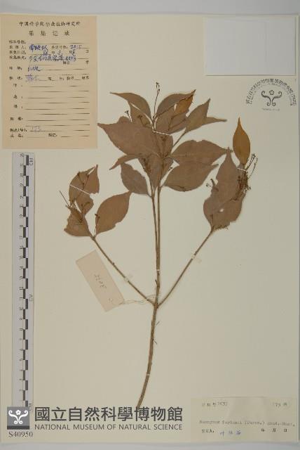 扶芳藤藏品圖，第1張