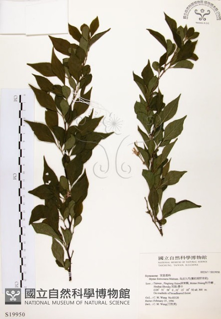 烏皮九芎、奮起湖野茉莉藏品圖，第1張
