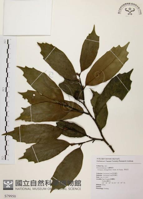 秀柱花藏品圖，第1張