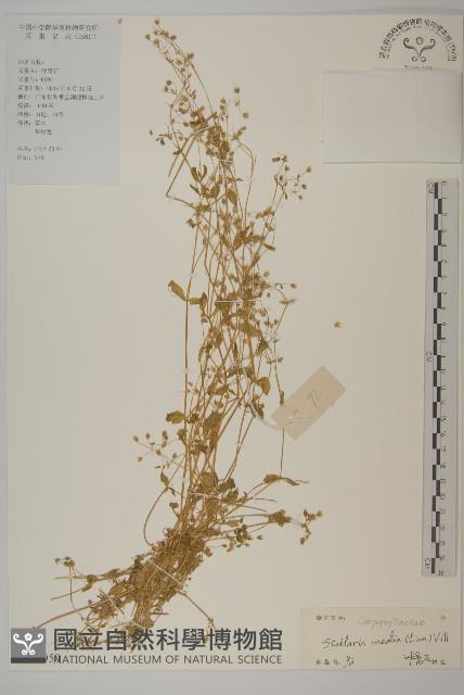 繁縷藏品圖，第1張