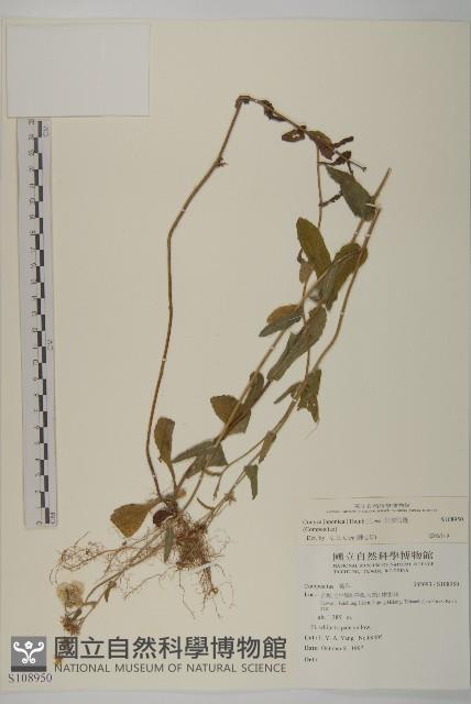 日本假蓬藏品圖，第1張