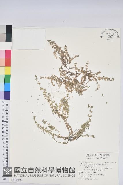 匐根大戟藏品圖，第1張