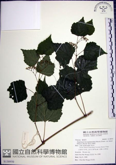 漢氏山葡萄藏品圖，第1張