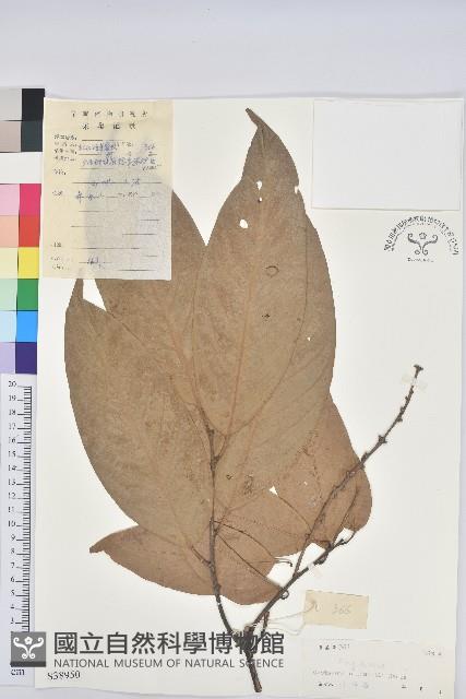 紅勾栲藏品圖，第1張