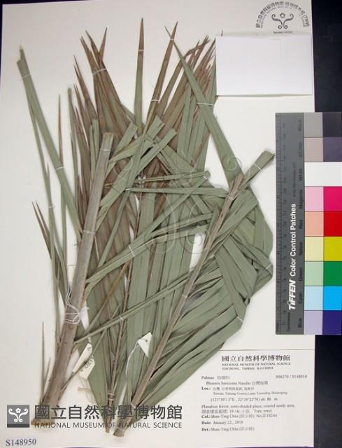 台灣海棗藏品圖，第1張