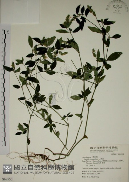 爵床藏品圖，第1張