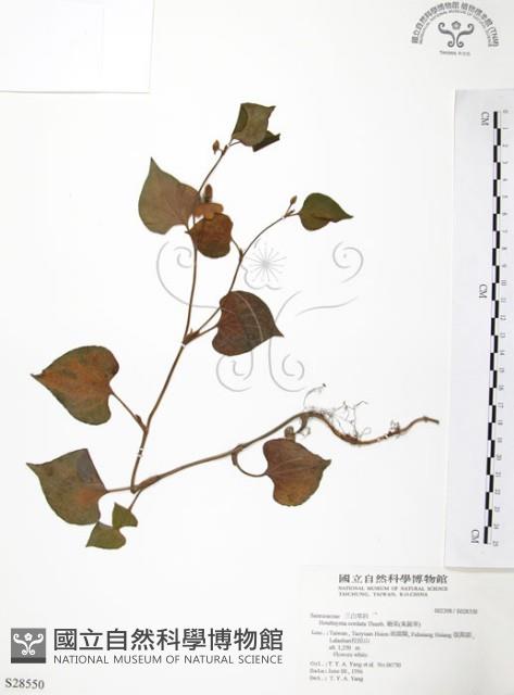 臭腥草、蕺菜藏品圖，第1張