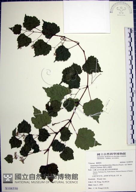 漢氏山葡萄藏品圖，第1張