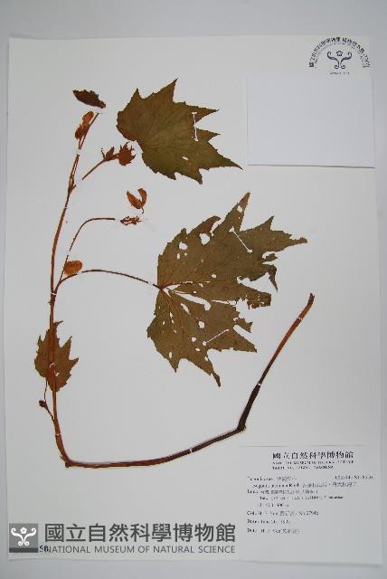 裂葉秋海棠、巒大秋海棠藏品圖，第1張