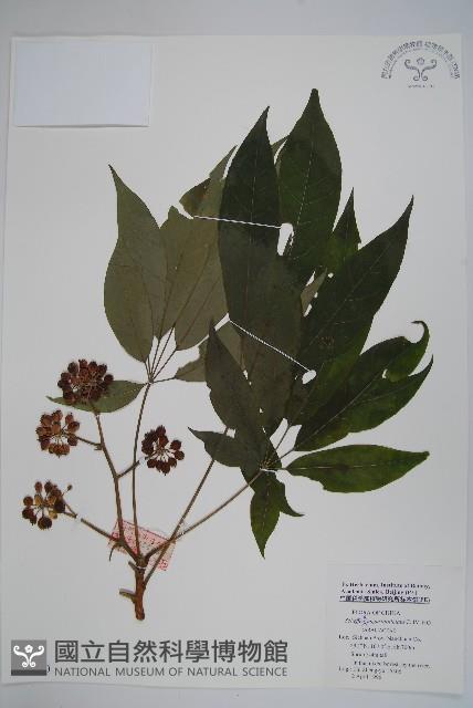 狹葉鵝掌柴藏品圖，第1張