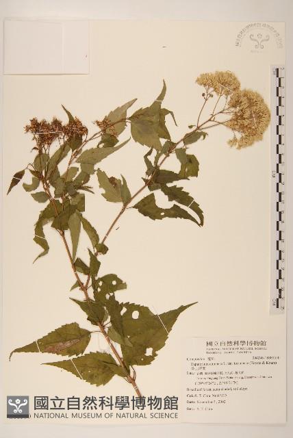 塔山澤蘭藏品圖，第1張