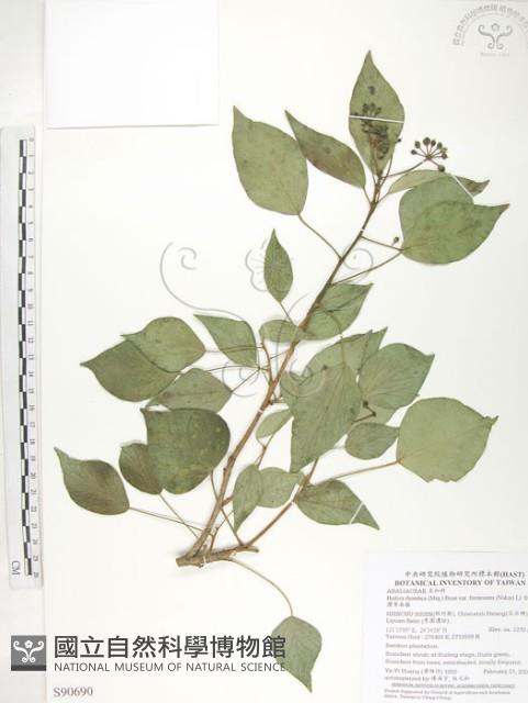 臺灣常春藤藏品圖，第1張