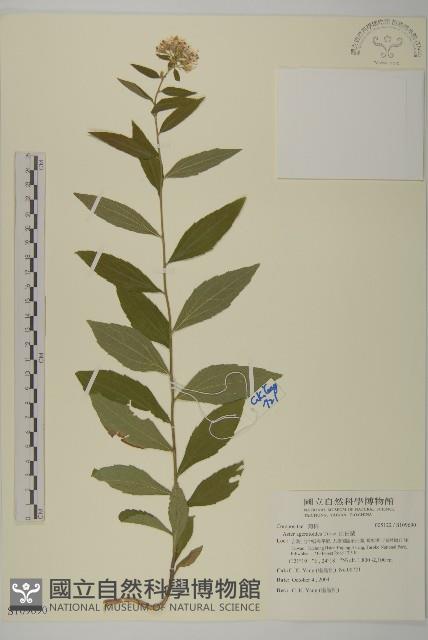 山白蘭藏品圖，第1張