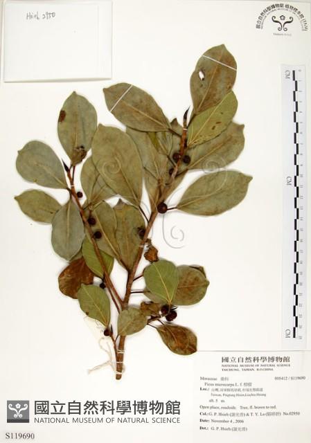 榕樹藏品圖，第1張