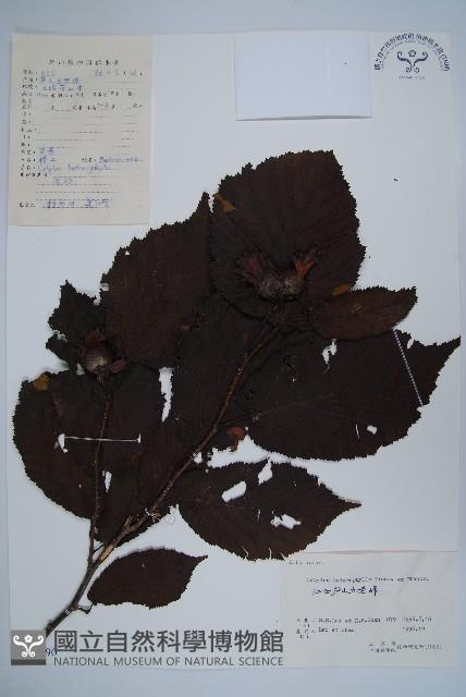 榛樹藏品圖，第1張