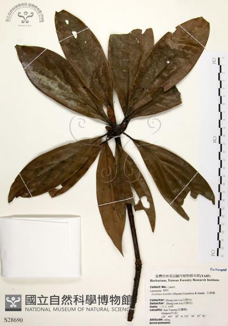 五掌楠藏品圖，第1張