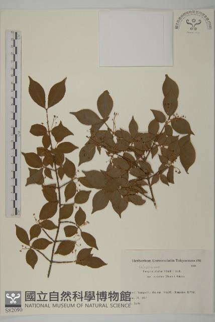 登錄號:S082090藏品圖，第1張