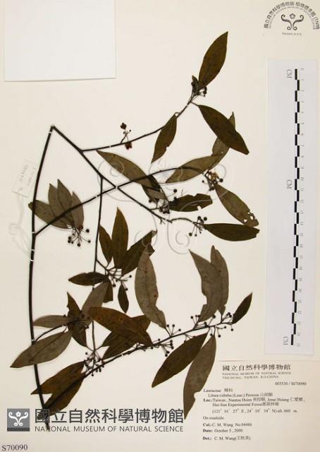 山胡椒藏品圖，第1張